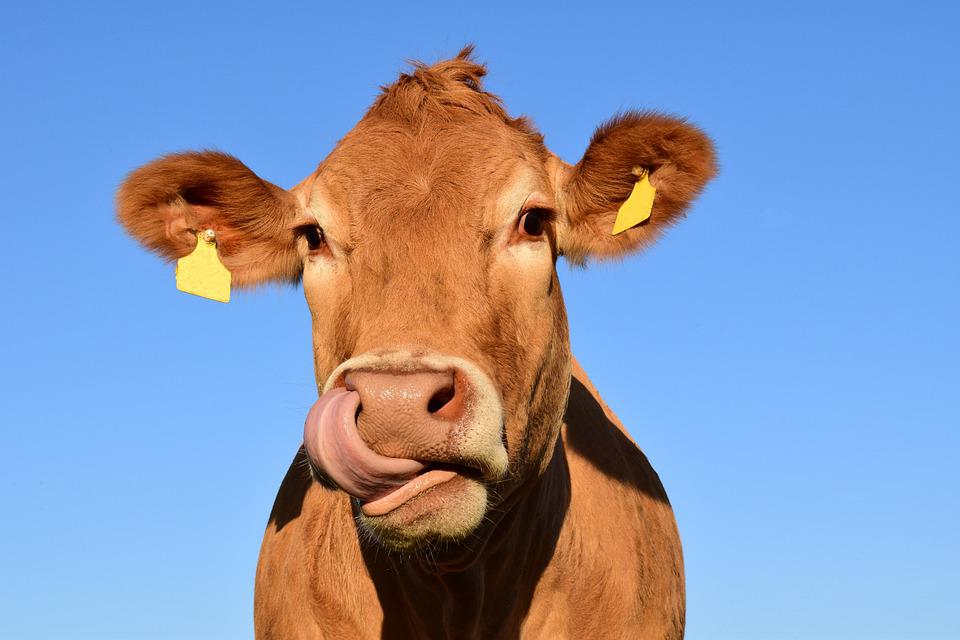 简述动物标签扫描仪助力畜牧企业打造智慧畜牧养殖系统
