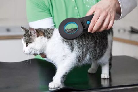 RFID宠物芯片是什么？